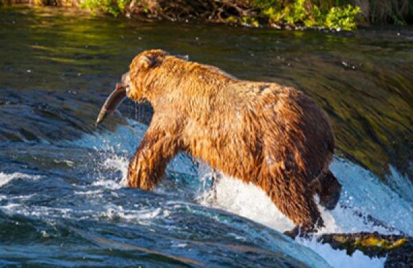 2015-06-gmtl-pimco-bear-river-large.jpg