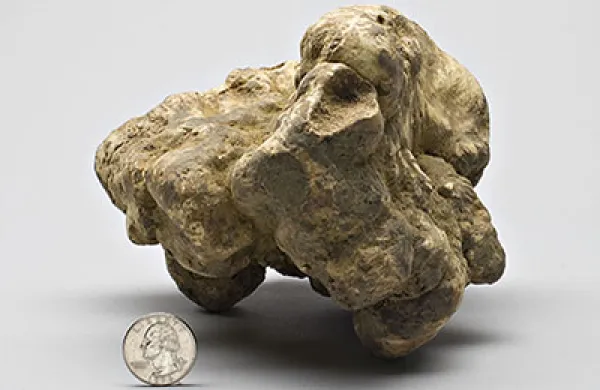 2015-10-da-alba-truffle-large.jpg