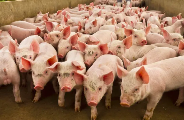 pig farm