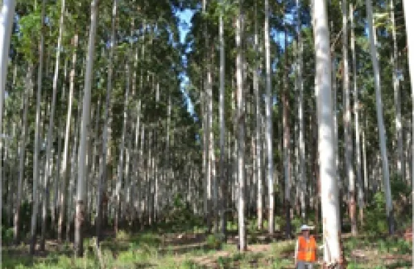 250x215-forest.jpg