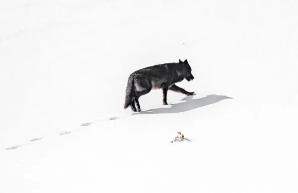 wolf ahead of the pack