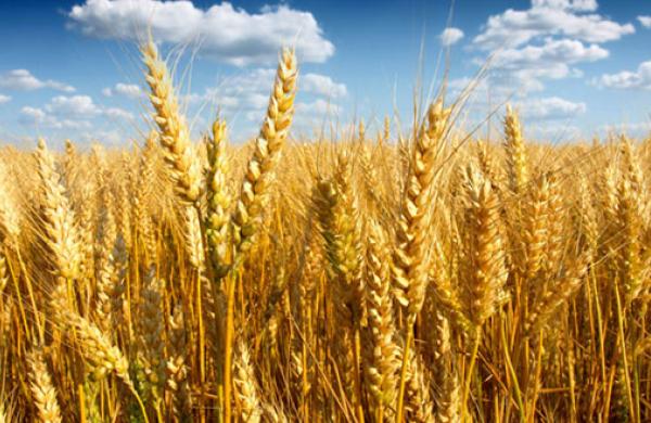 Canadian Wheat