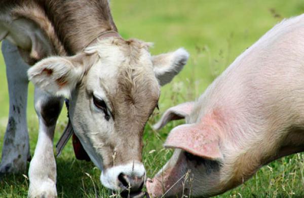 Hogs and Cattle Markets