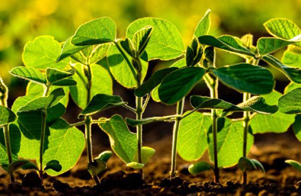 U.S. Organic Soybean Volatility