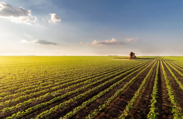 Volatility in Grain Markets