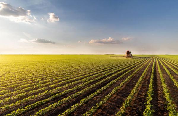 Volatility in Grain Markets