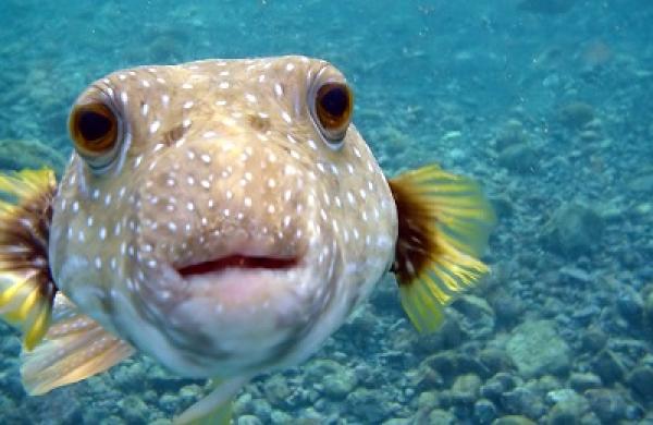 fish-big.jpg
