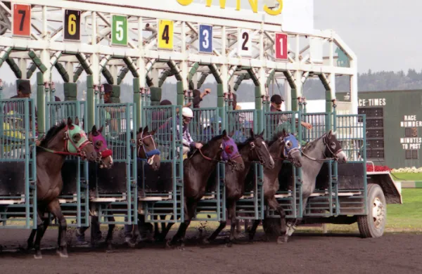 Horses being let out of a gate during a race on a track