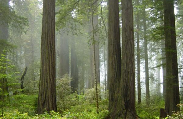 redwood-big.jpg