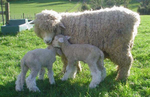romney-ewe-and-lamb-large.jpg