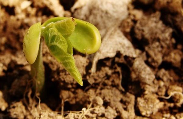 seedling-big.jpg