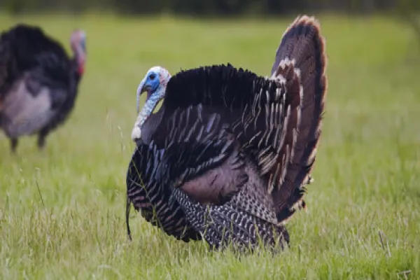 turkey-large.jpg