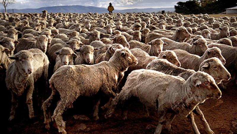 2014-06-monk-prudent-investing-herd-large.jpg