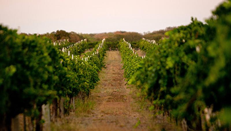Texas Hill Country Wines Take the Heat in $1.8 Billion Business Texas Hill Country Wines Take the Heat in $1.8 Billion Business