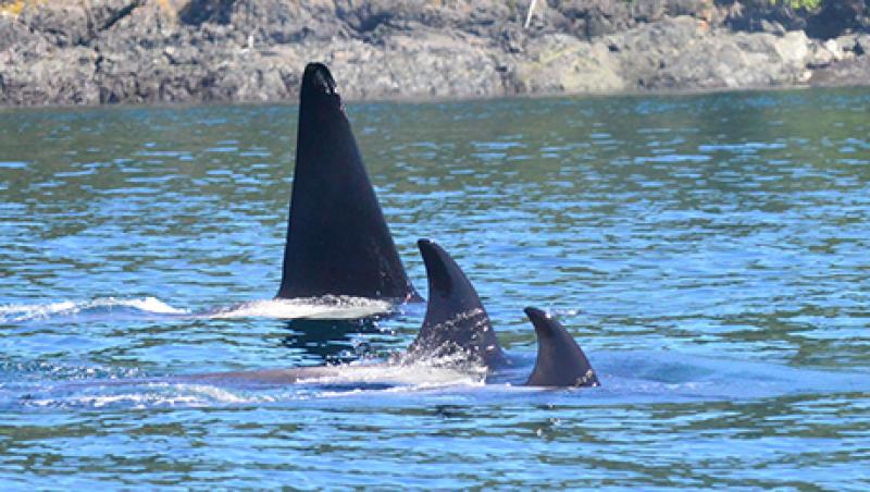 2014-08-monk-weekend-reading-whales-large.jpg
