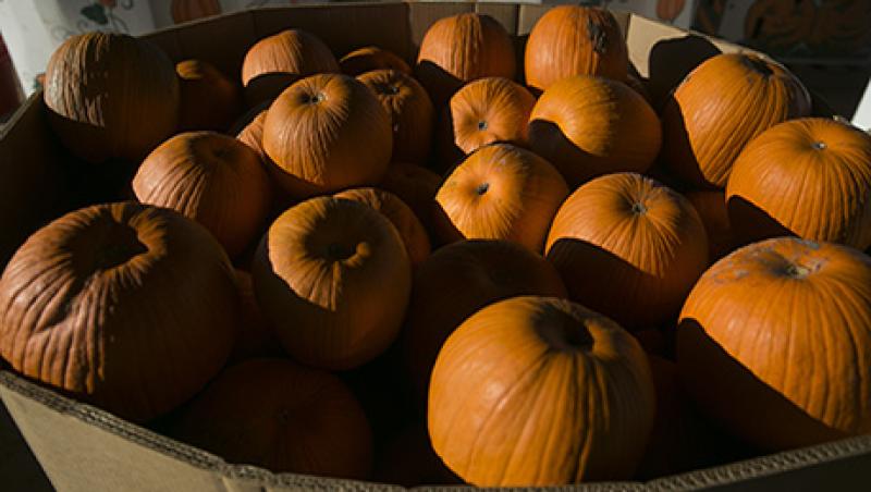 Pumpkin Harvesting At Miller Farms