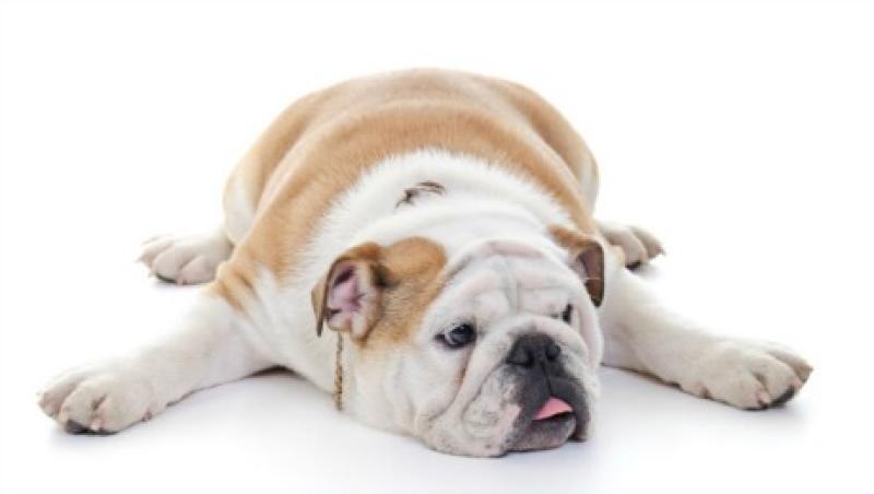 2015-04-da-english-bulldog-stocks-large.jpg