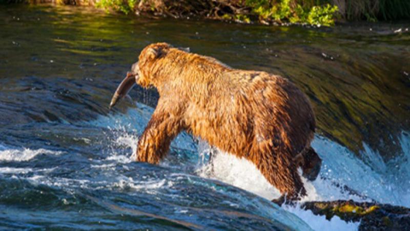 2015-06-gmtl-pimco-bear-river-large.jpg