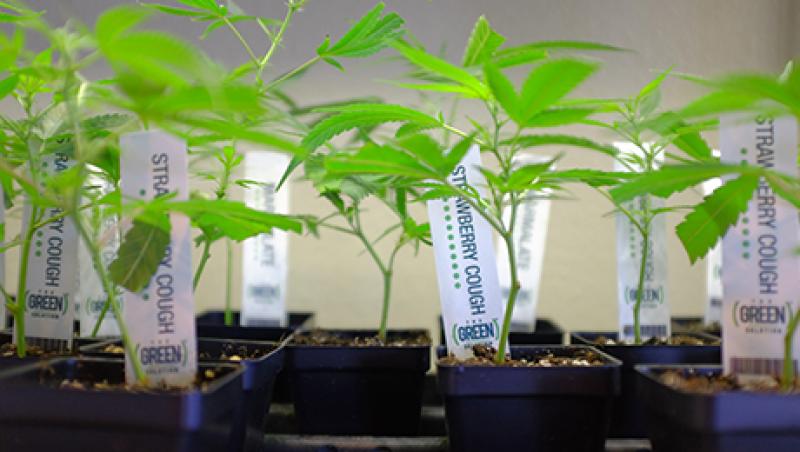 2015-08-kaitlin-ugolik-marijuana-banking-large.jpg