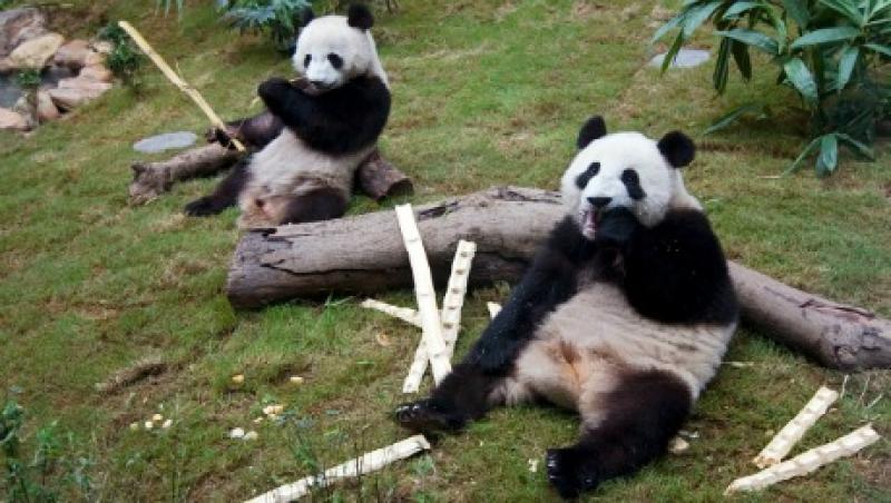2015-11-uw-laurence-brahm-china-climate-change-cute-panda-large.jpg