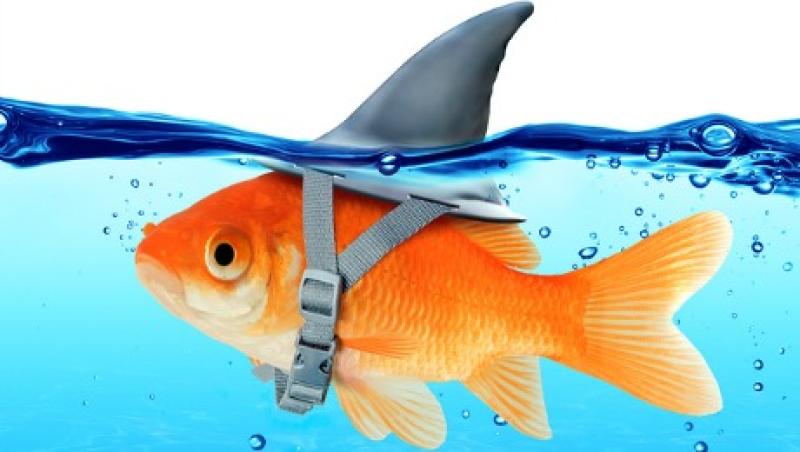 2016-02-gmtl-ab-small-cap-big-fish-large.jpg