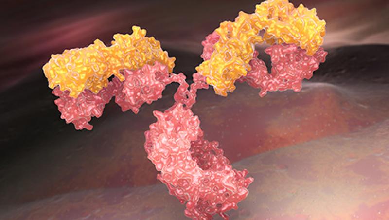 2016-06-kaitlin-ugolik-cancer-immunotherapy-lg.jpg
