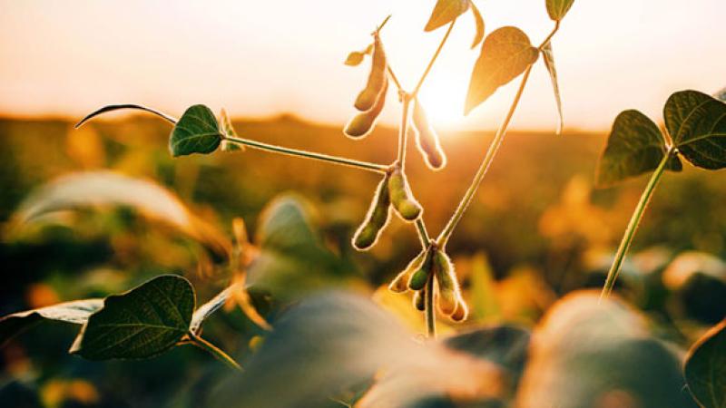 Soybeans