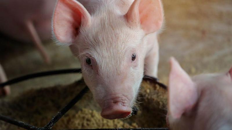Pork Producers
