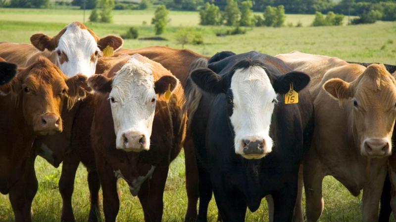Cattle Supply