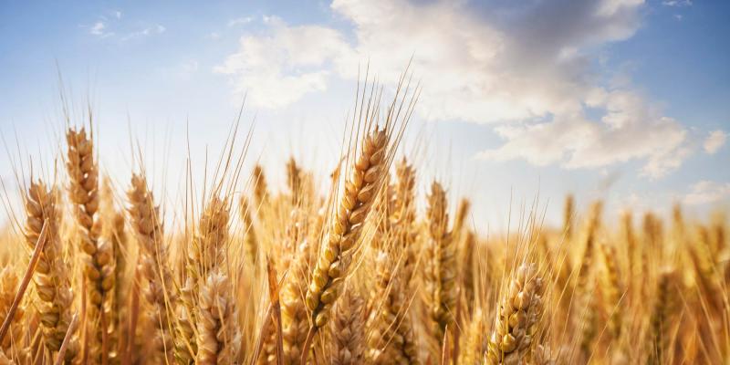 Wheat field