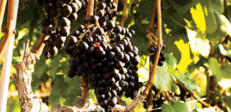 330x160-wine-01.jpg