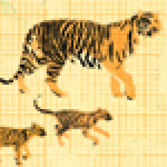 75tiger-co-seeding.jpg