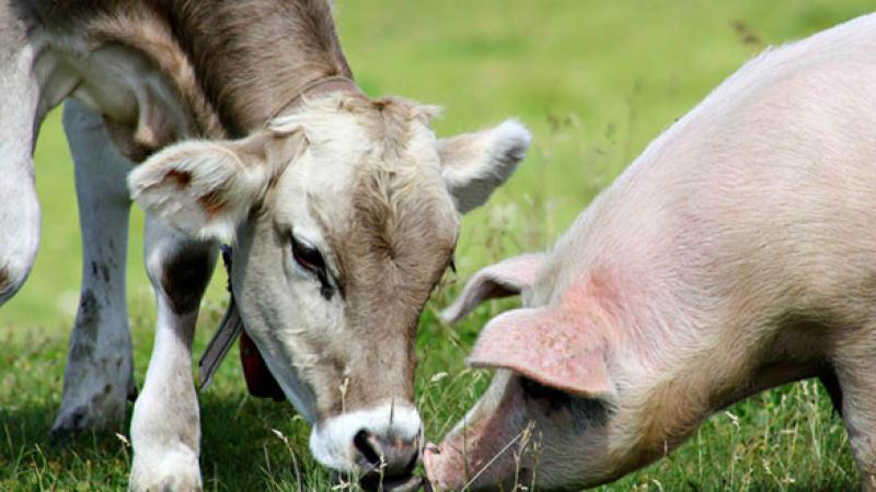 Hogs and Cattle Markets