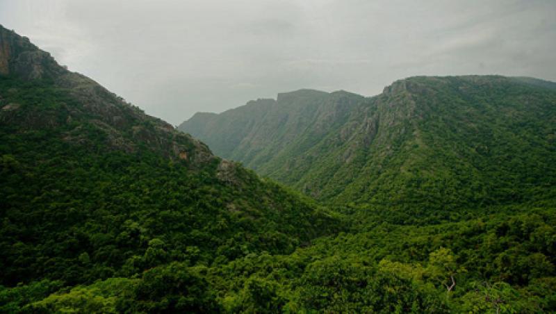 evergreen-large.jpg