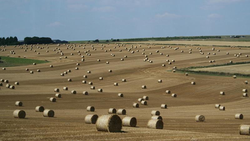field-large.jpg