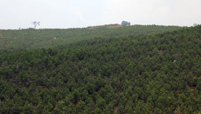 forest-large.jpg