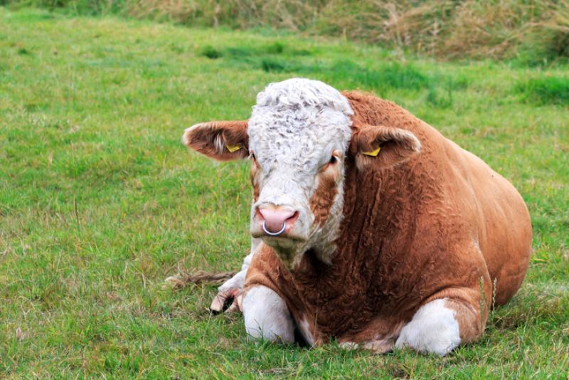 Cattle