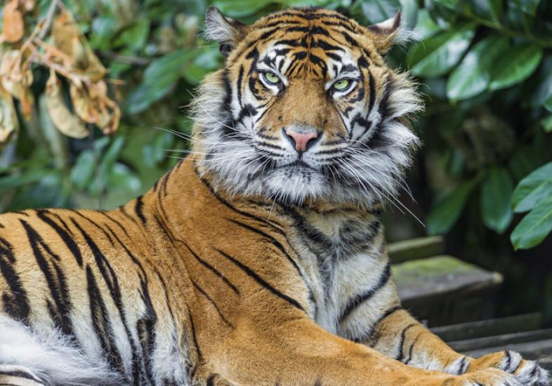 Beautiful lying Sumatran tigress