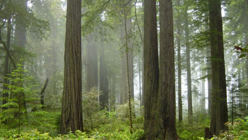 redwood-big.jpg