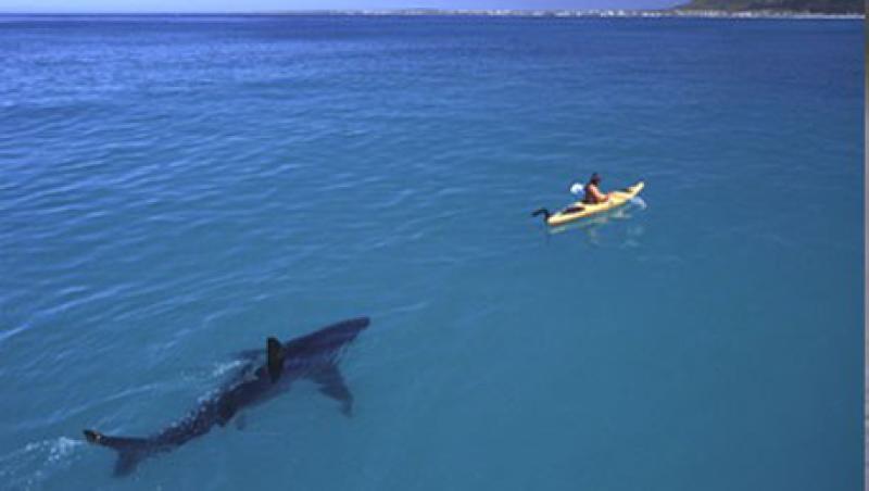 shark-large.jpg