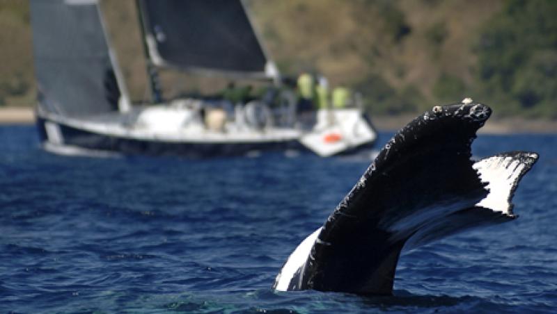 tail-risk-large.jpg