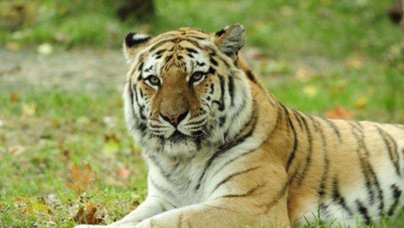 tiger-global-large.jpg