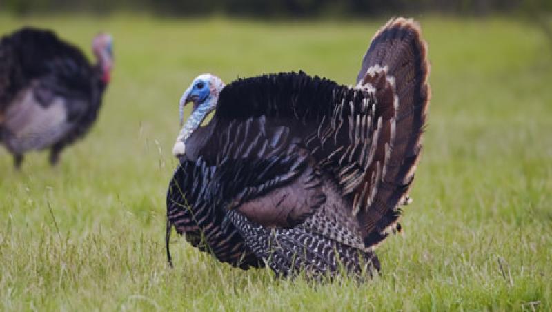 turkey-large.jpg